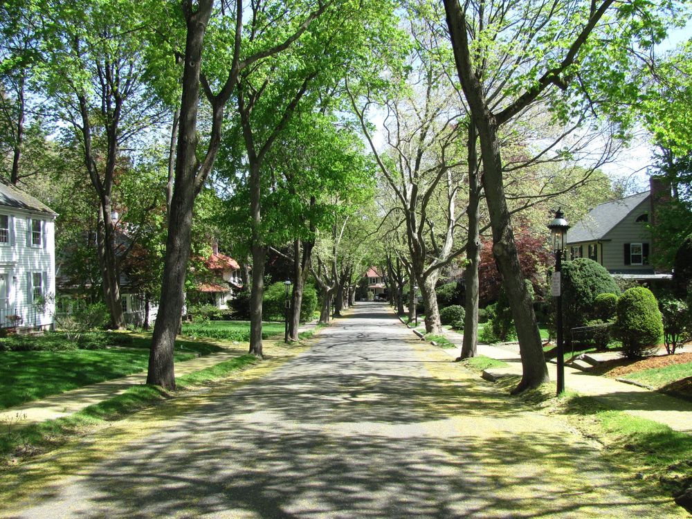 Tree-lined residential street with mature trees and neat front lawns